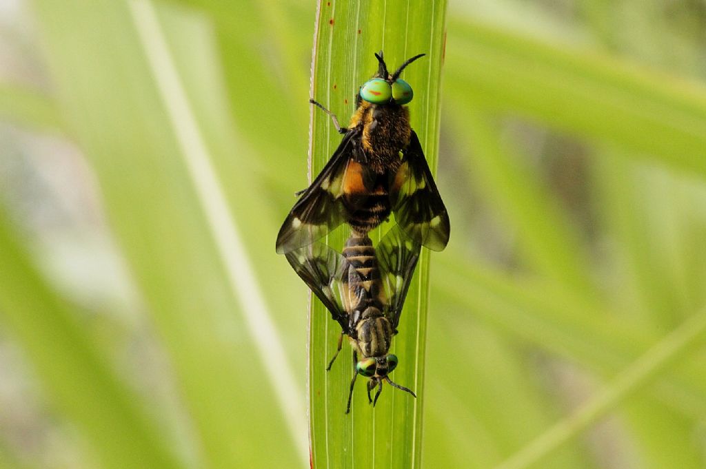 Tabanidae.......? maschio